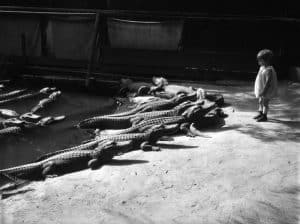 20+ Jaw-Dropping Moments At The 1920s The California Farm Where Kids Played With Gators