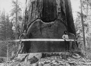 How Lumberjacks Used Axes To Topple Giant Trees, 1890-1935