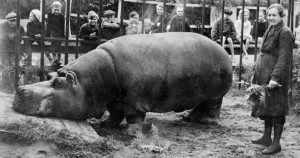 How Belle The Hippo Survived Thanks To Her Caretaker During The Siege Of Leningrad