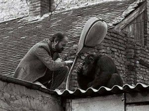 Interesting Story Behind The Photo Of A Man Negotiating With A Runaway Chimp